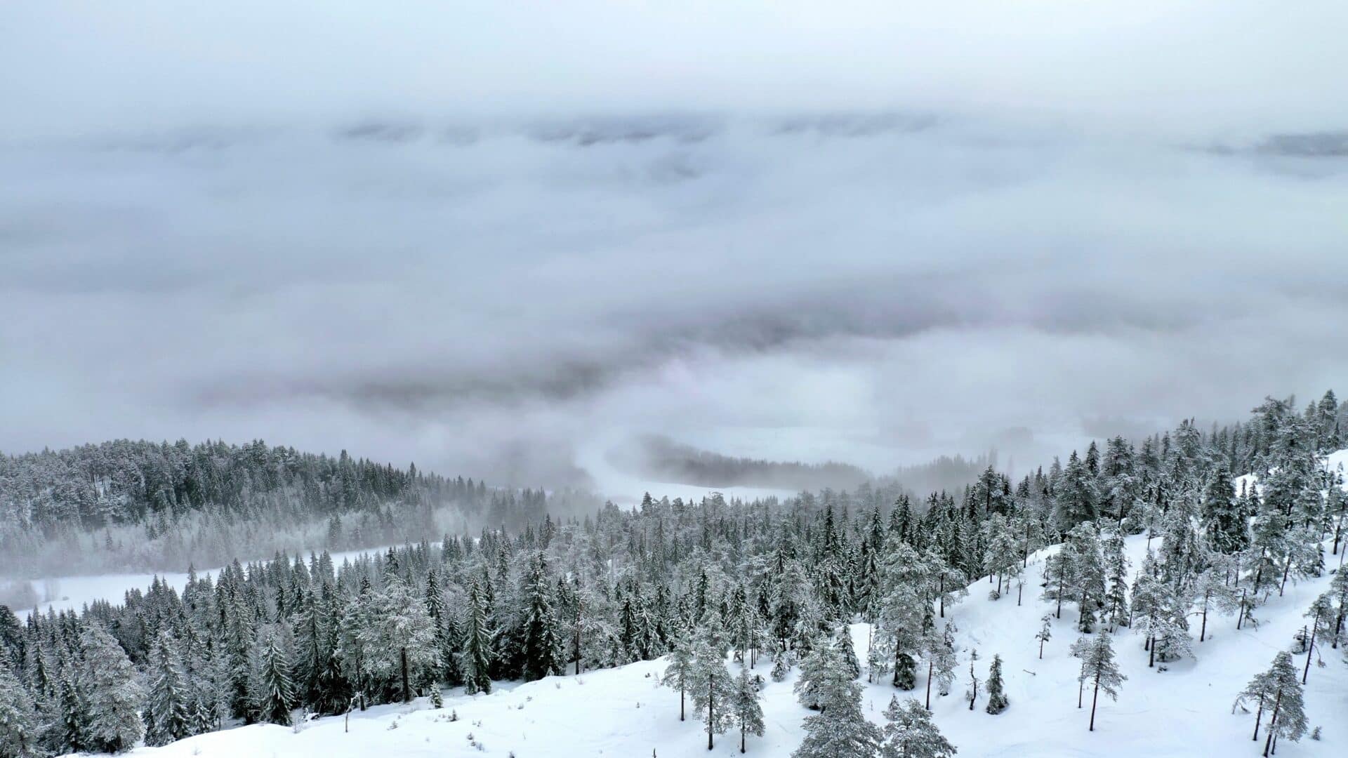 Branas Ski Resort Trees